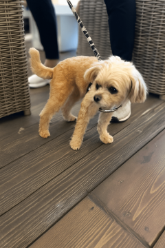 ChatGPT Image 2025年9月3日 12_35_54 (1)